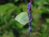 266034 – Photo : Alfredo Herrero – France (64)